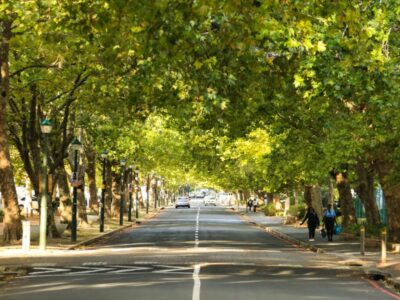 Unique discovery reveals that oak trees are living musical wind instruments